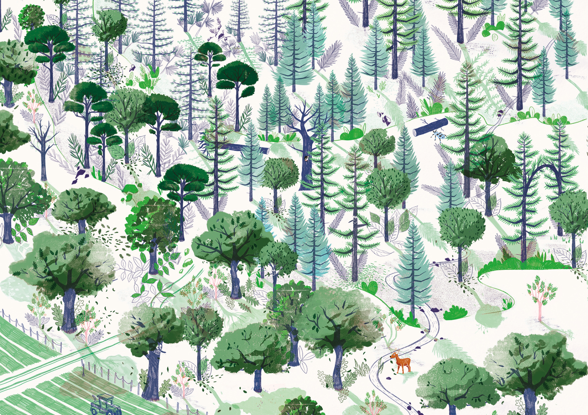 Illustration d'une forêt